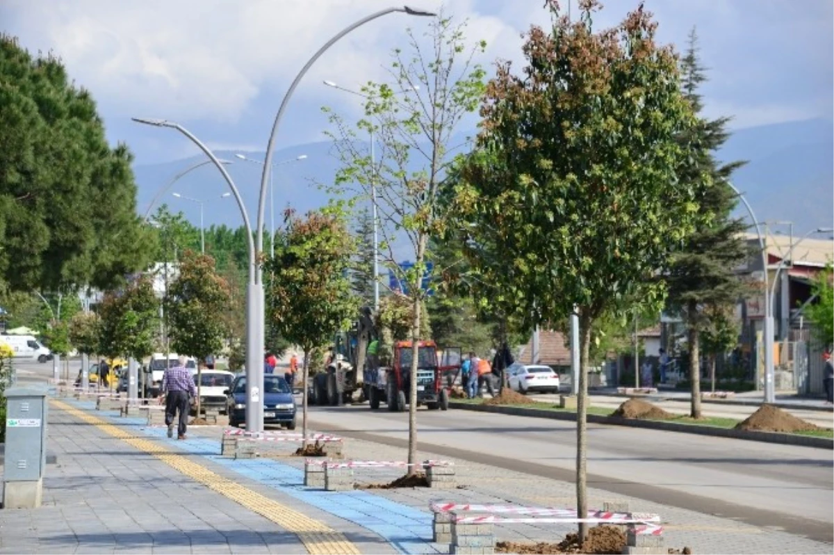 Erbaa Belediyesi 600 Ağaç Dikti
