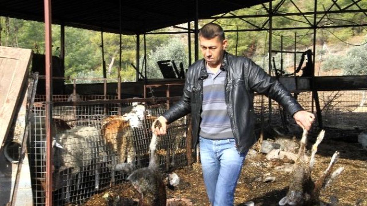 Fethiye Ağıldaki Yangında 20 Küçükbaş Hayvan Telef Oldu