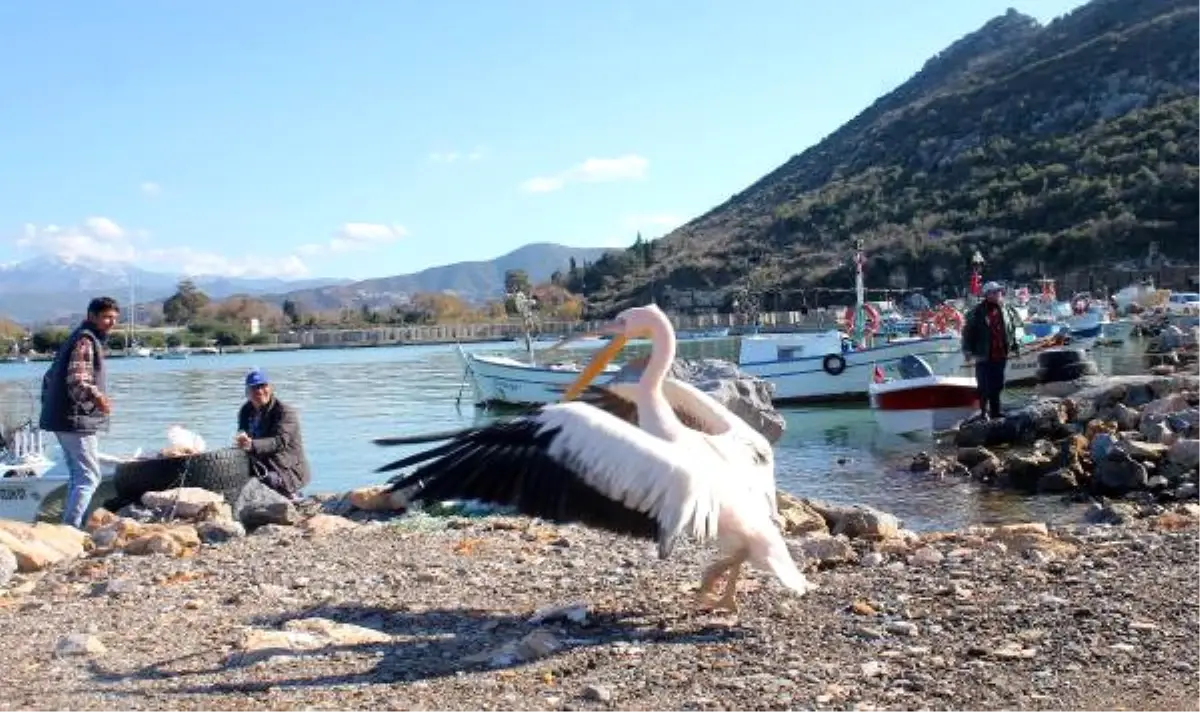 Gazipaşalı Balıkçıların Maskotu Pelikan \'Abbas\'