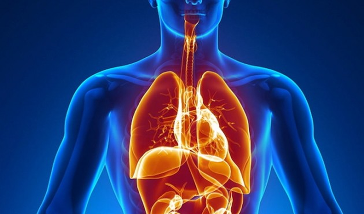 İnsan Vücudunda Yeni Bir Organ Keşfedildi