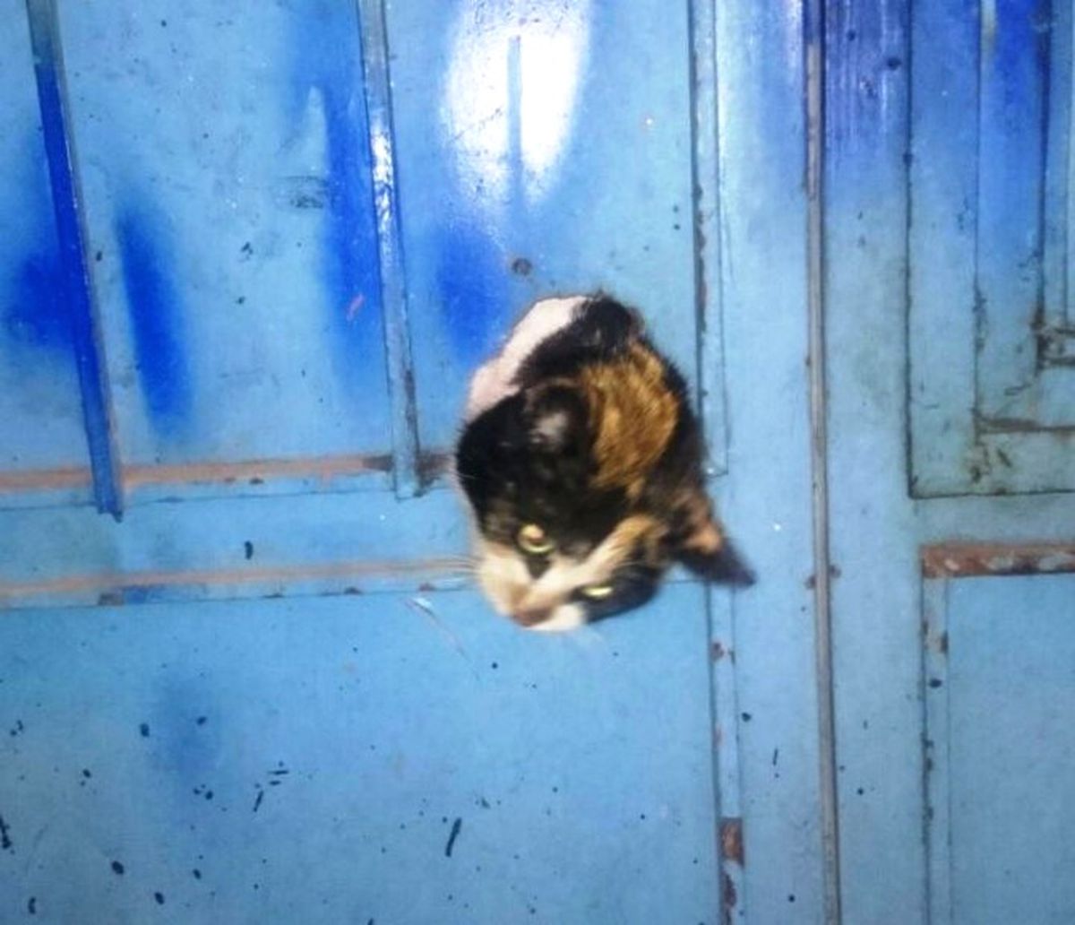 İtfaiyeden Kedi Kurtarma Operasyonu