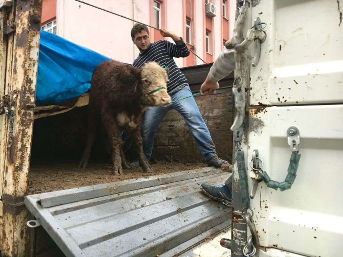 Kastamonu Cide\'de Çiftçilere 18 Adet Sığır Hibe Edildi