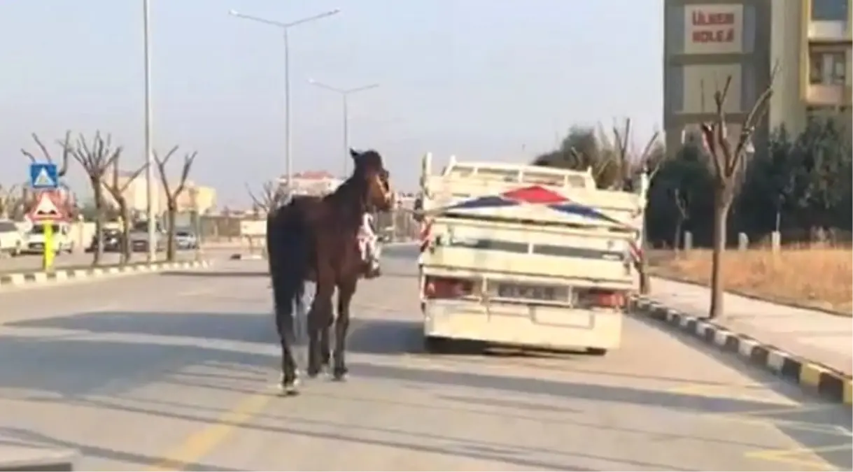 Kamyonetin Arkasına Bağlanarak Koşturulan Ata, Vatandaştan Büyük Tepki!