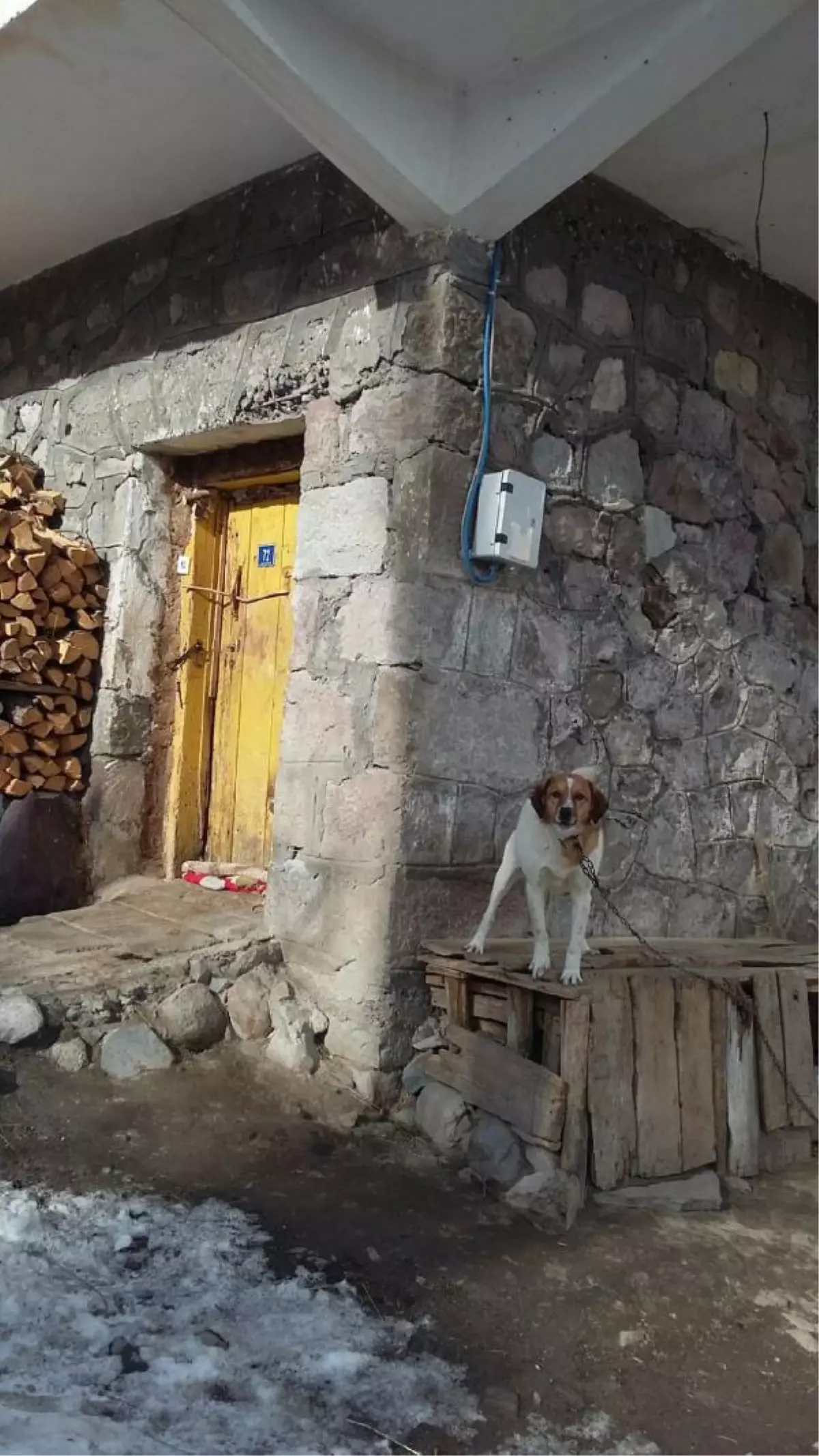 Sayaç Okumaya Giden Görevliye Köpekle Engel Oluyorlar