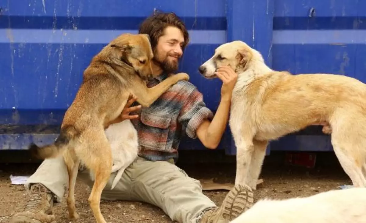 Üniversiteyi Bıraktı, 500 Köpeğe Bakıyor