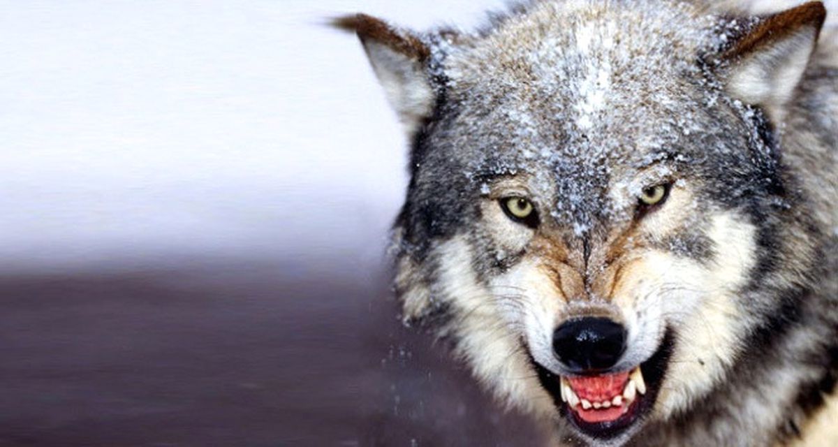 Aç Kalan Kurtlar Köydeki Köpekleri Yedi