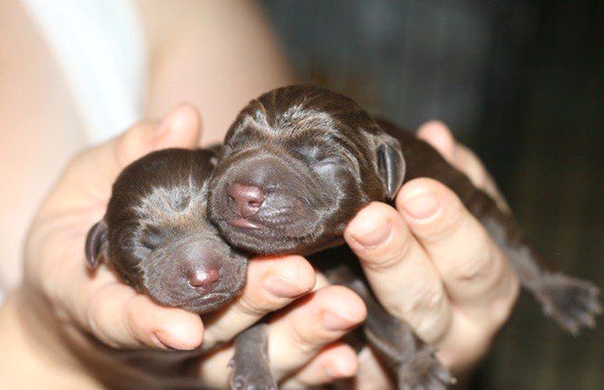 Aracın Çarptığı Gebe Köpeğin Yavruları Sezaryen ile Alındı