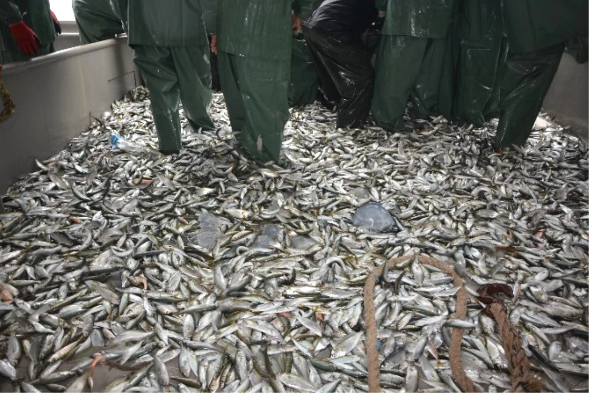 Balıkçılar Yeni Yılda Hamsiden Umutsuz