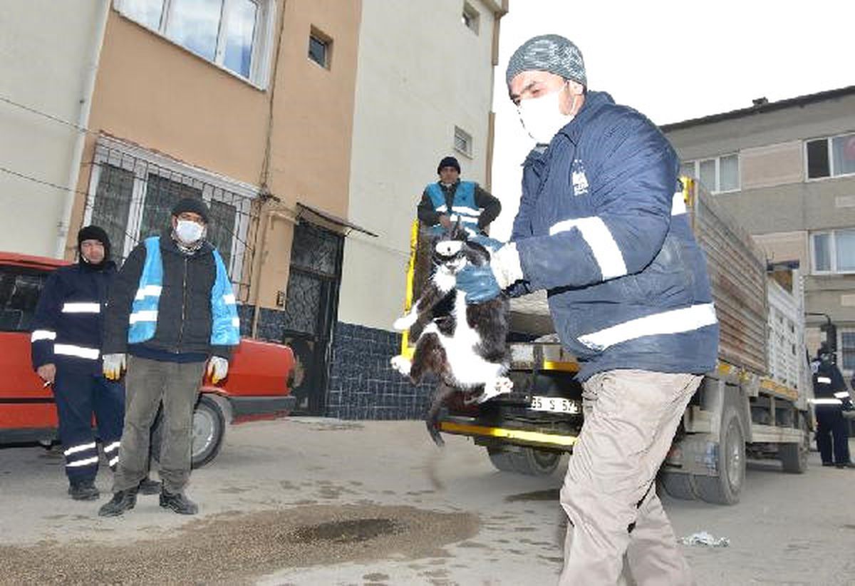 Çöp Evdeki Kedilere Belediye Sahip Çıktı