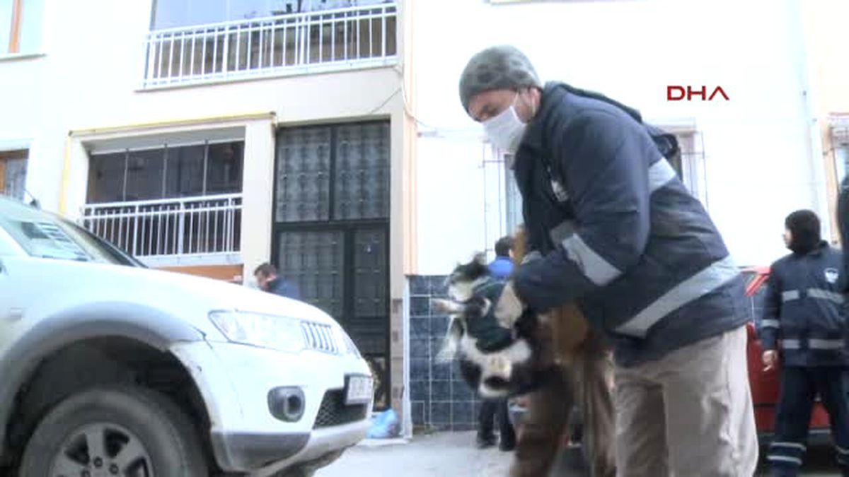 Çöp Evdeki Kedilere Belediye Sahip Çıktı