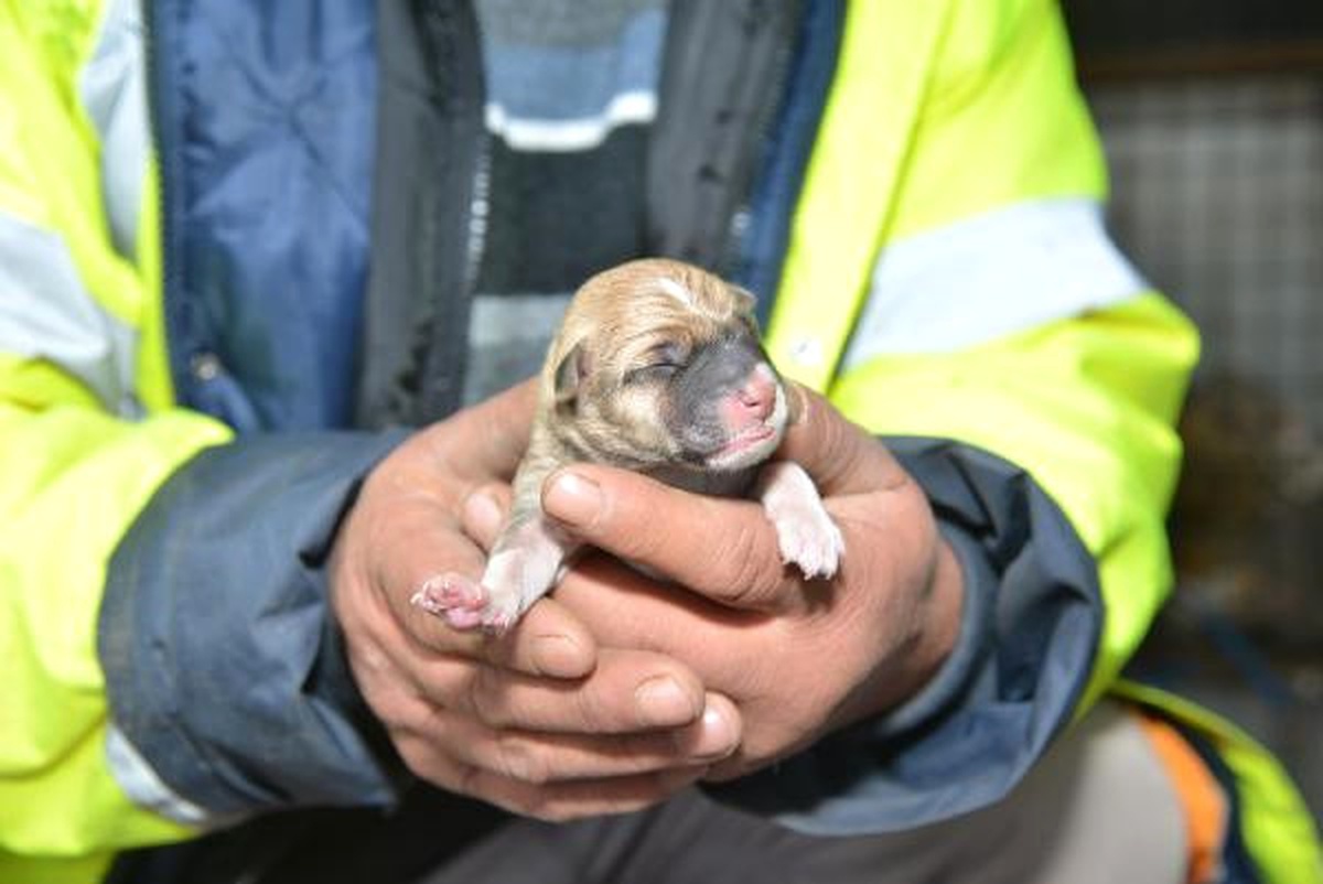 Donmak Üzere Olan Köpek Yavrusuna Sahip Çıktı