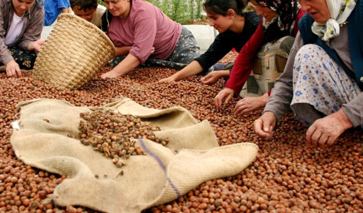 Fındık İhracatı ve Gelirinde Düşüş Sürüyor
