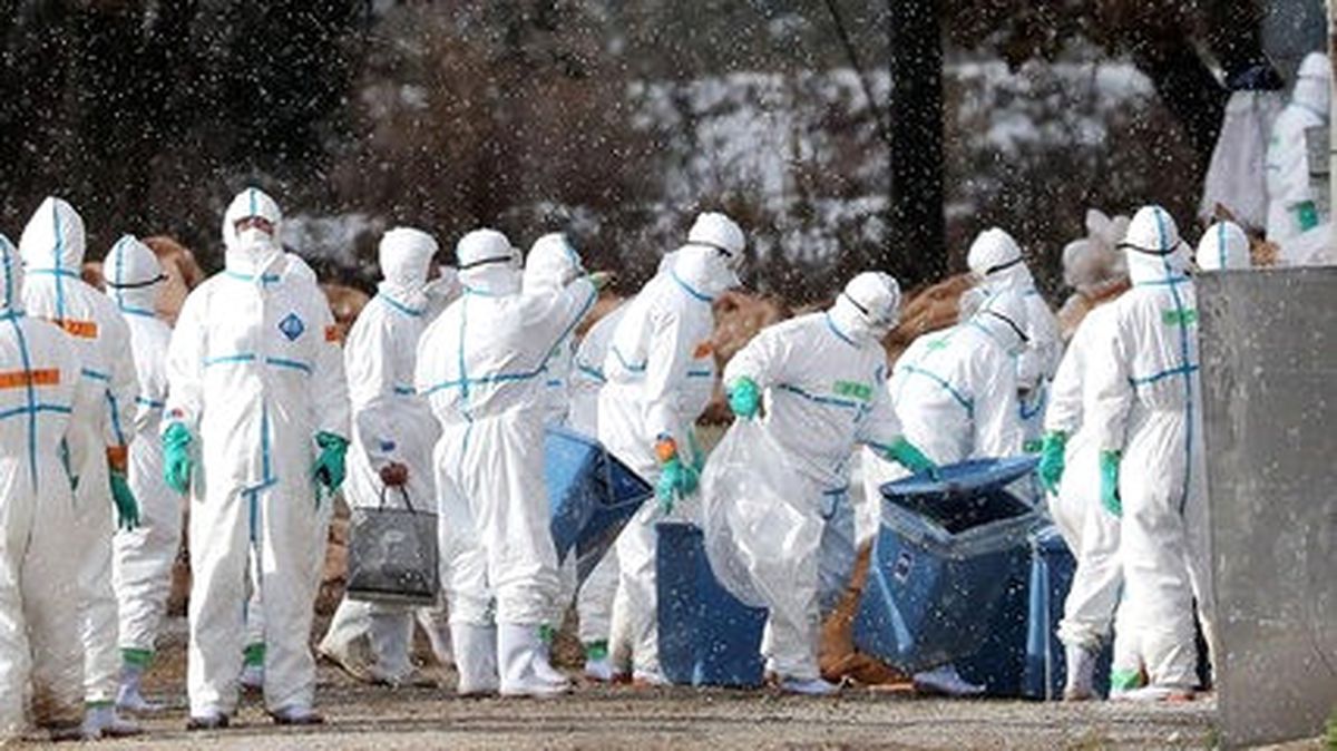 Fransa\'da Kuş Gribi Alarmı: 800 Bin Ördek İtlaf Edilecek