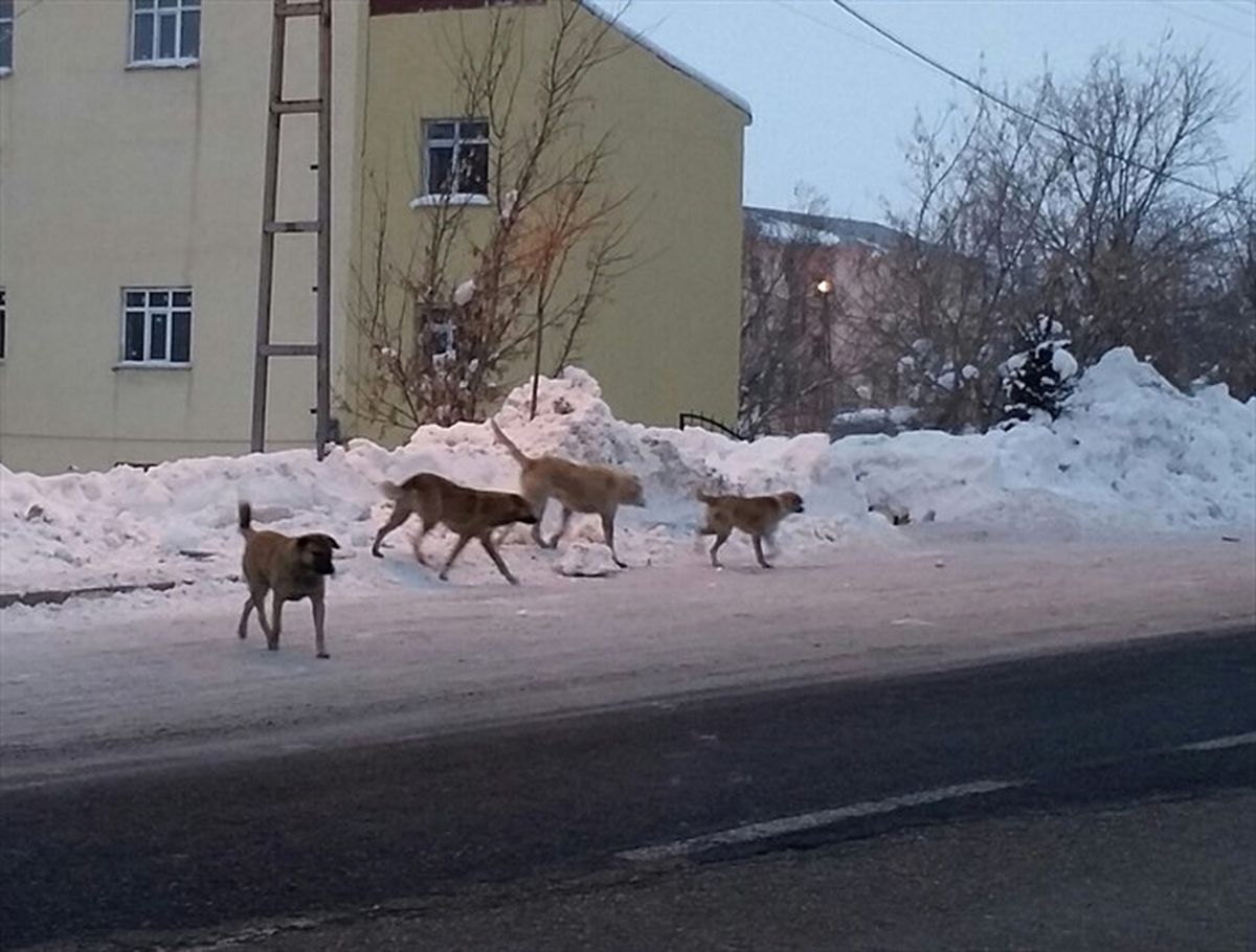 Hamur\'da Başıboş Köpekler Tehlike Saçıyor