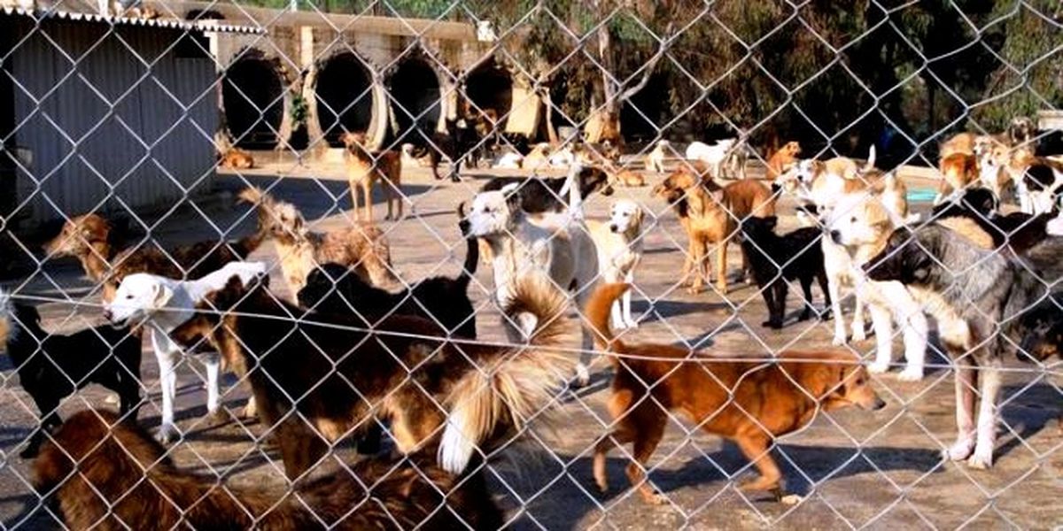 Sokak Hayvanları İçin Toplanacaklar