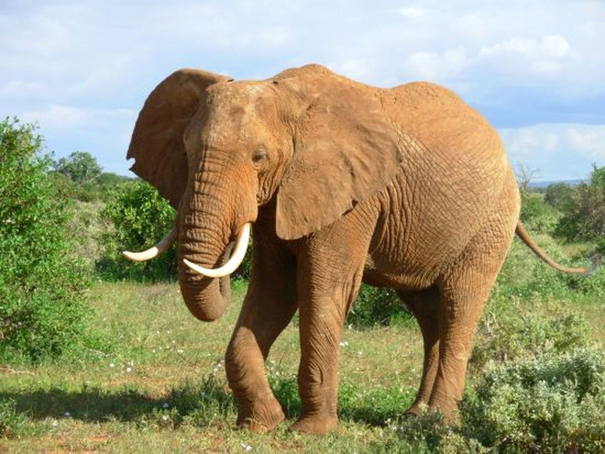 Zimbabve Çin\'e Fil Sattığını Açıkladı
