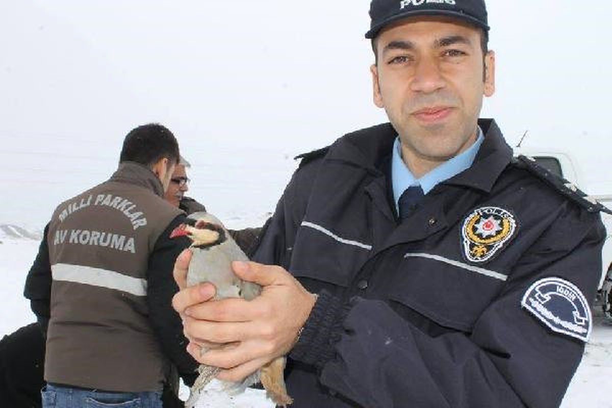 15 Kınalı Kekliği Satamadan Yakalandı