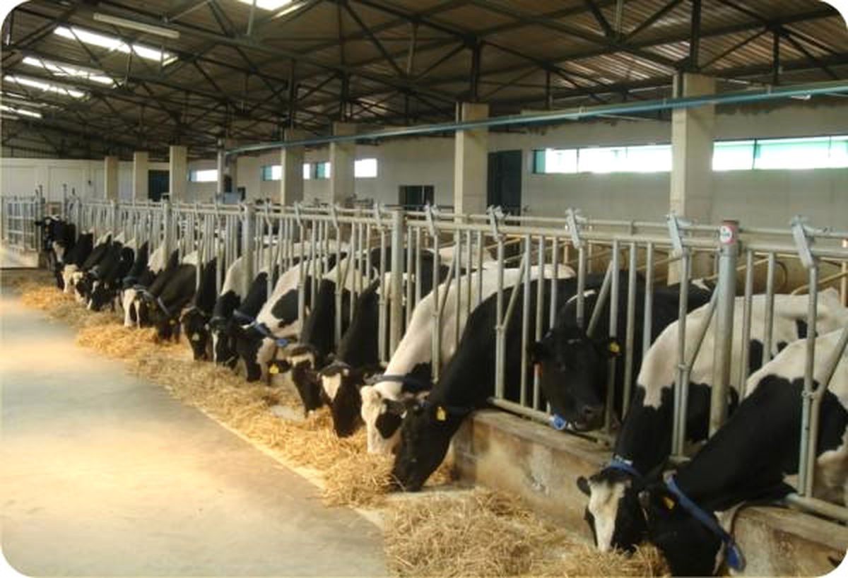 Düzce\'de Genç Çiftçilere Büyükbaş Hayvan Desteği