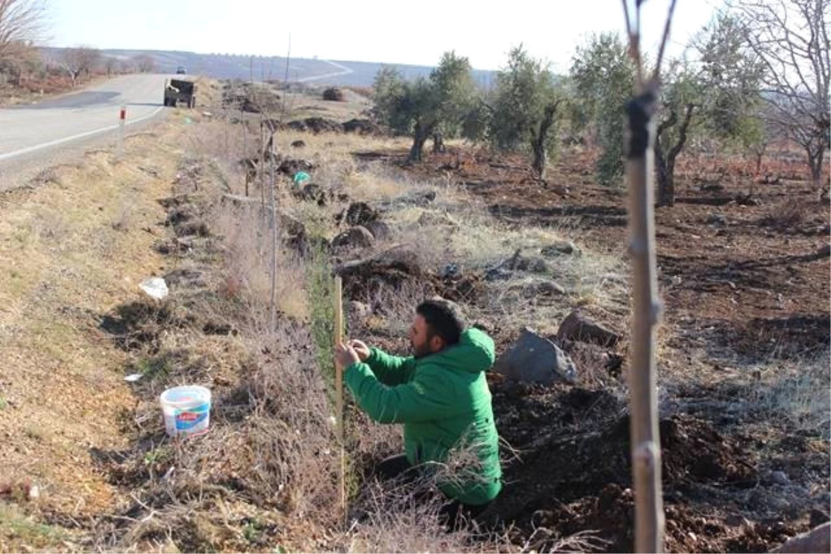 Kilis Yollarına 13 Bin Fidan Dikildi