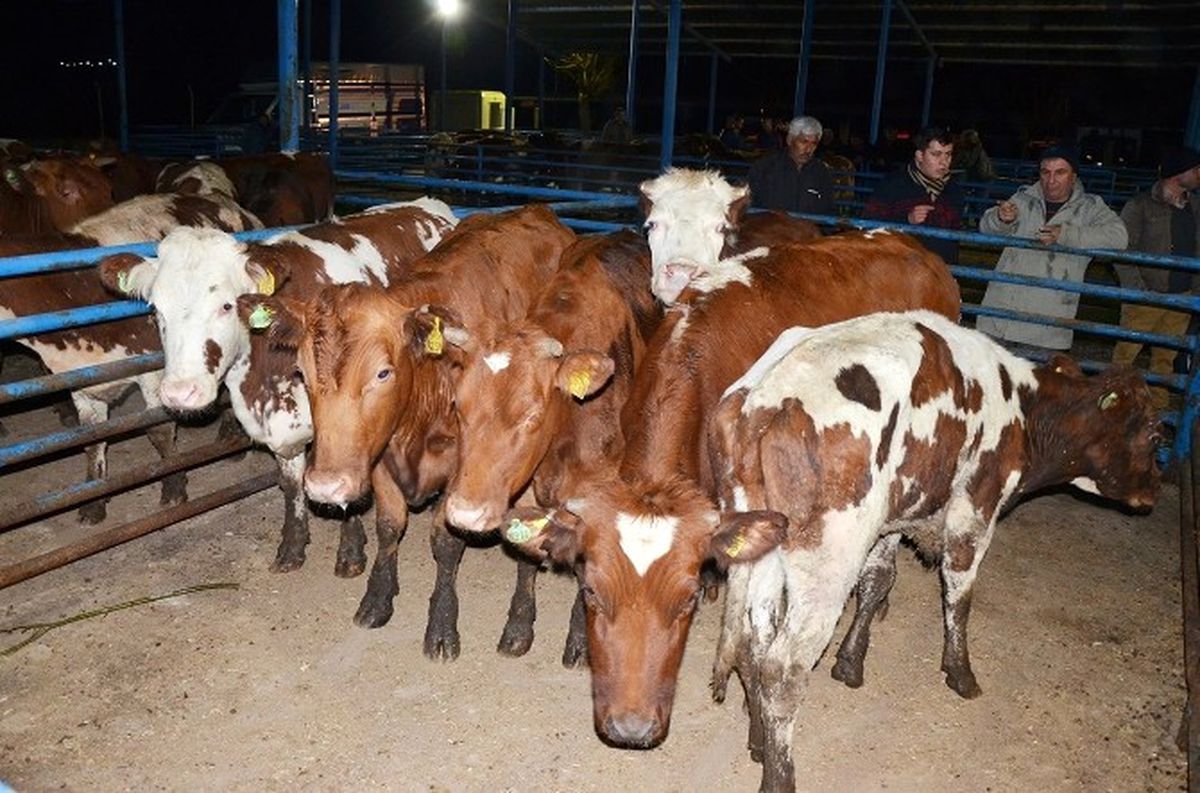 Milas\'ta Genç Çiftçilere Büyükbaş Hayvan Desteği