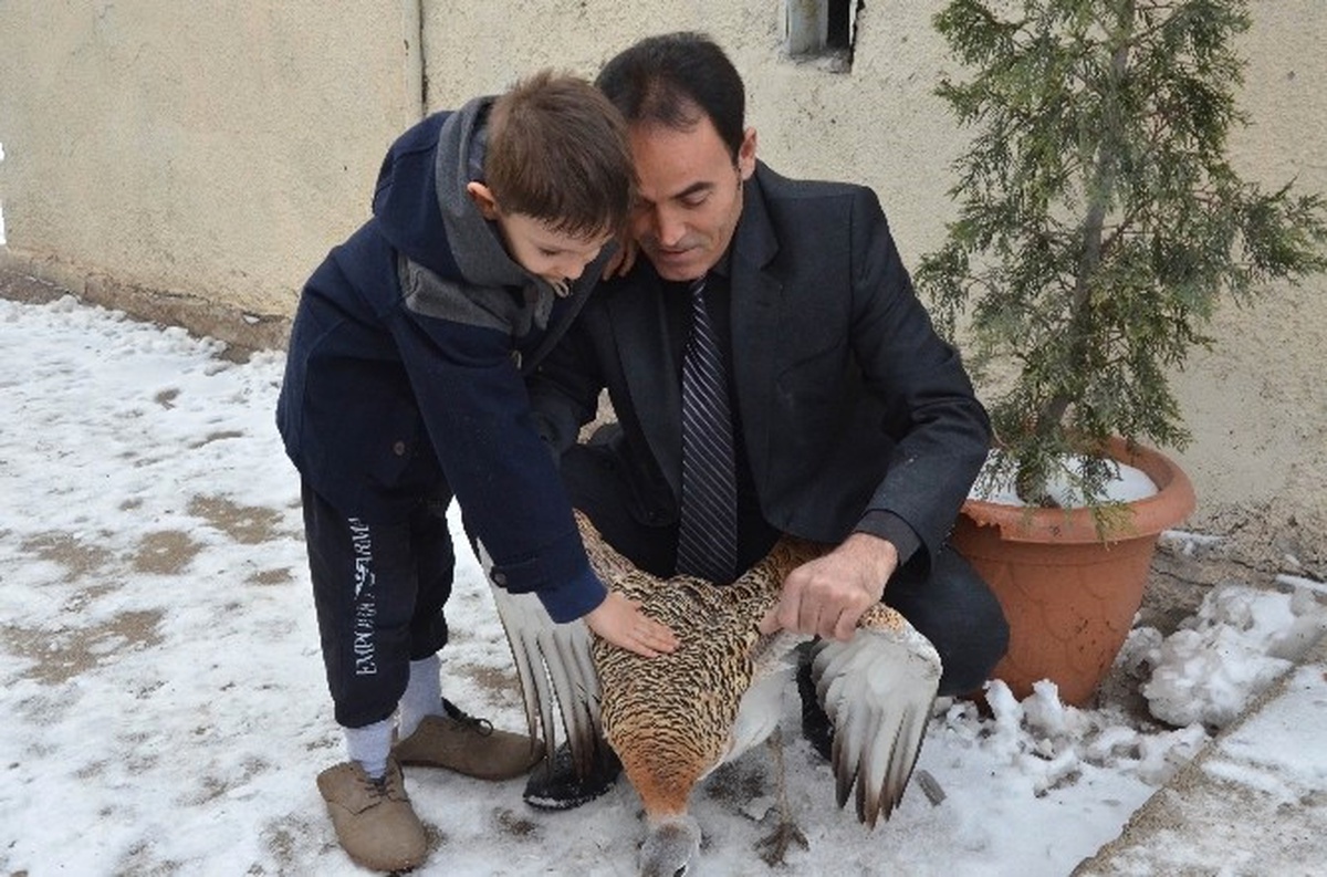 Nesli Tükenme Tehlikesi Altında Olan Toy Kuşu Yaralı Bulundu