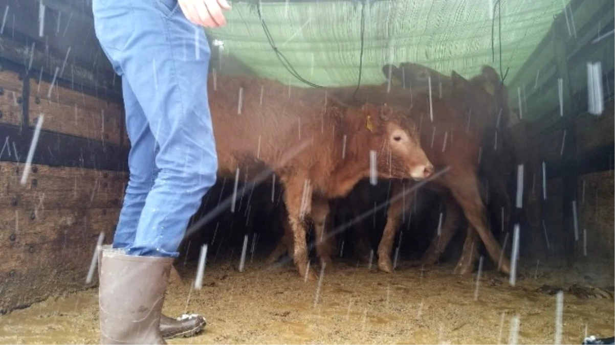 Pınarbaşı\'nda Çiftçilere 24 Sığır Hibe Edildi