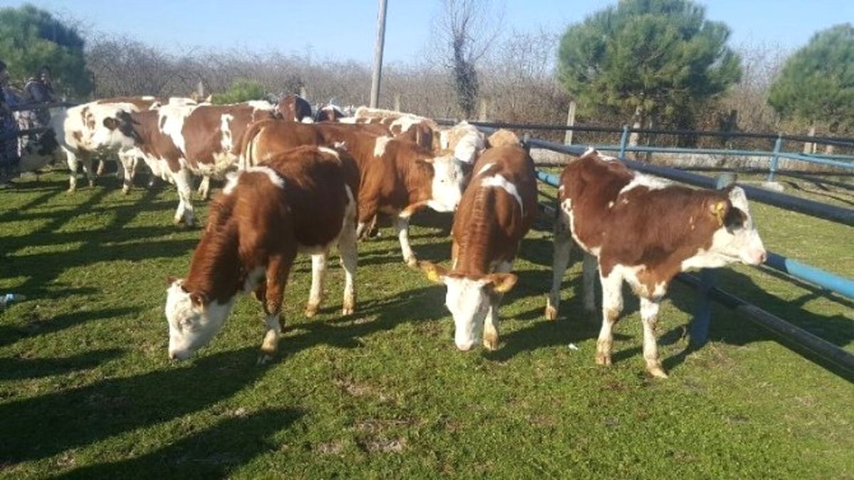 Samsun\'da 239 Genç Çiftçi Hibe Aldı