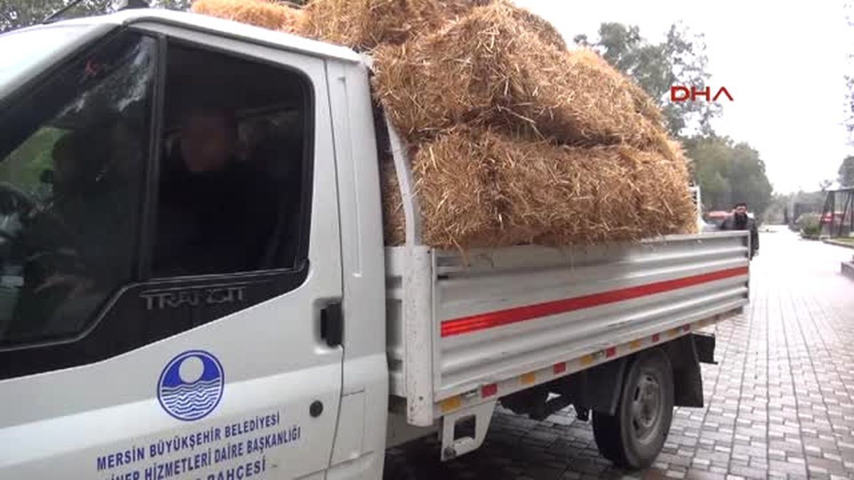 Tarsus\'ta Aç Kalan Yaban Hayvanlarına Yem Bırakıldı
