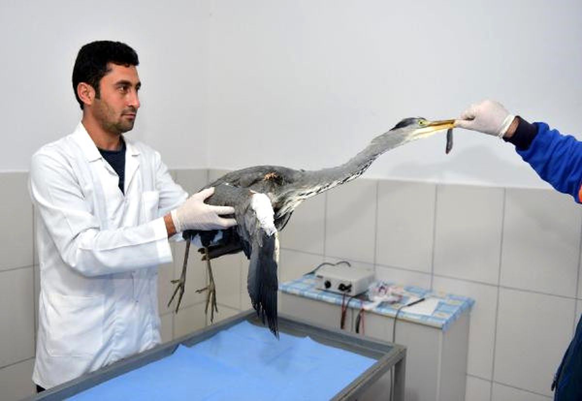 Yaralı Balıkçıl Tedaviye Alındı