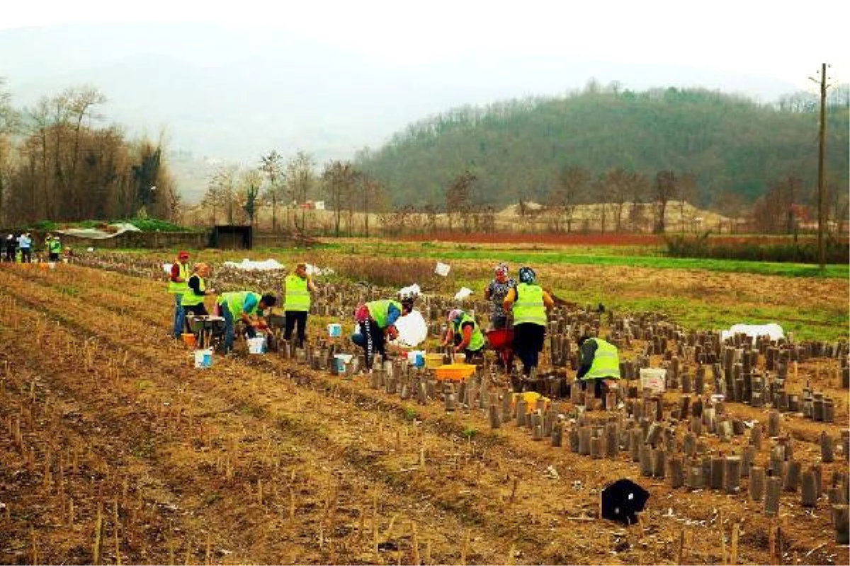 Zonguldak\'ta 2 Milyon 500 Bin Fidan Üretildi