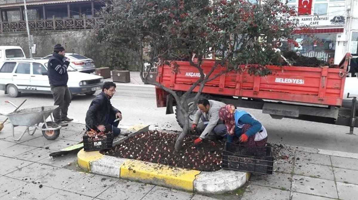 Akçakoca Baharı Lalelerle Karşılayacak