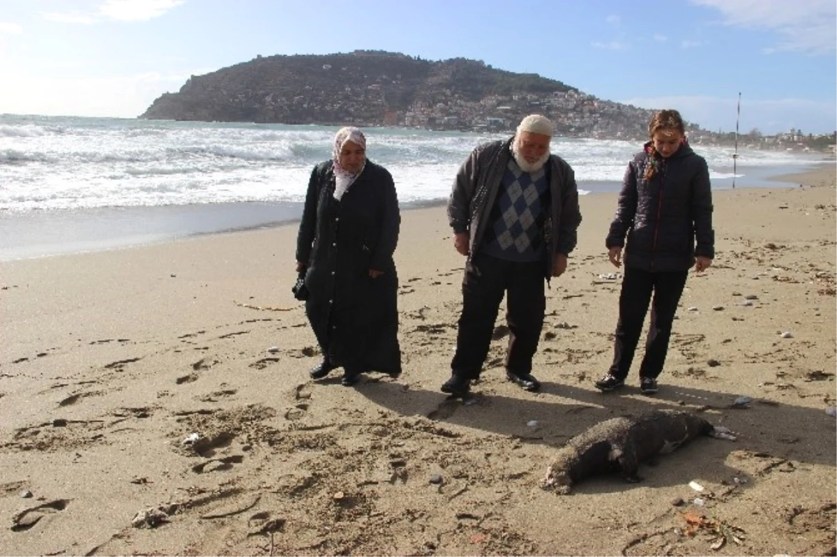 Alanya\'da Ölü Akdeniz Foku Sahile Vurdu