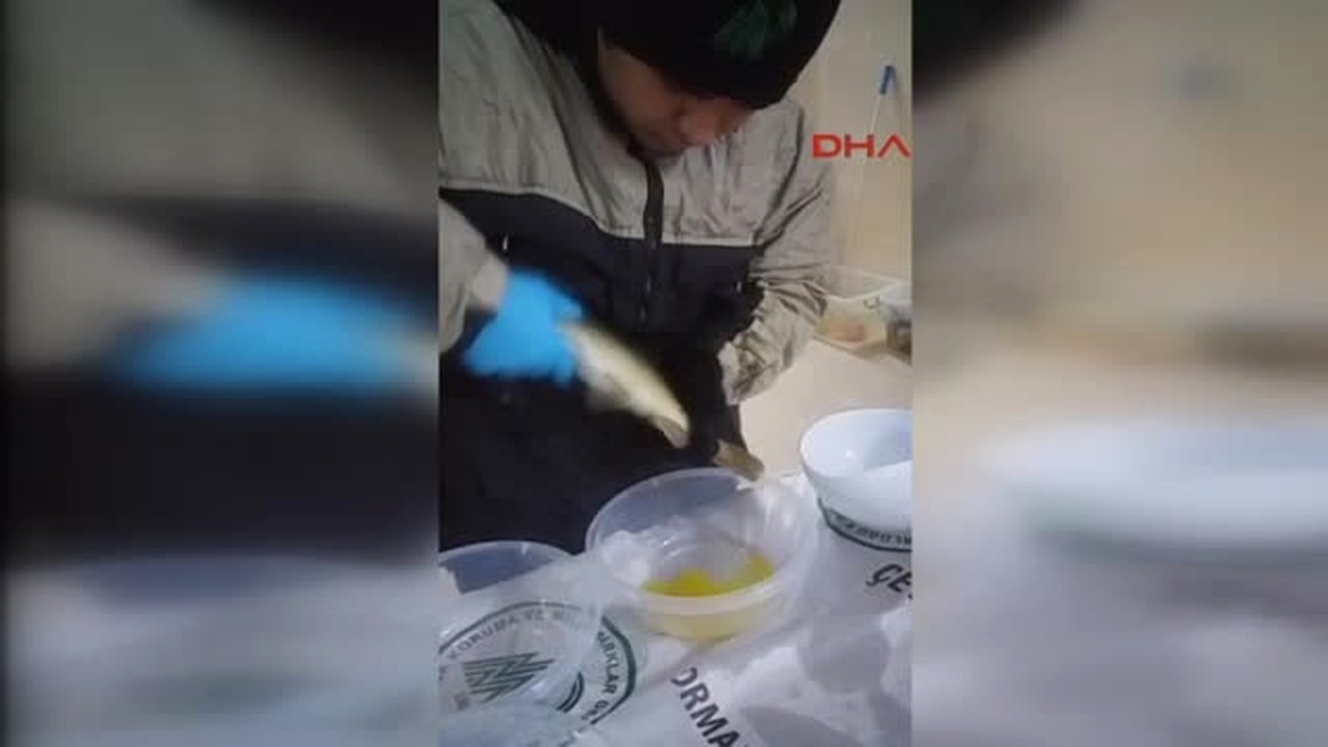 Bolu Endemik Abant Alası, Üretilerek Korunuyor
