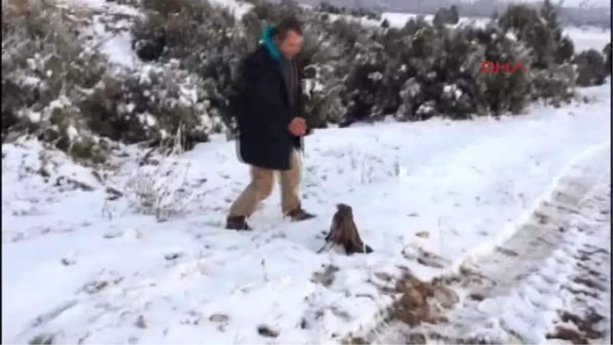 Burdur Yaralı Şahin Tedaviye Alındı