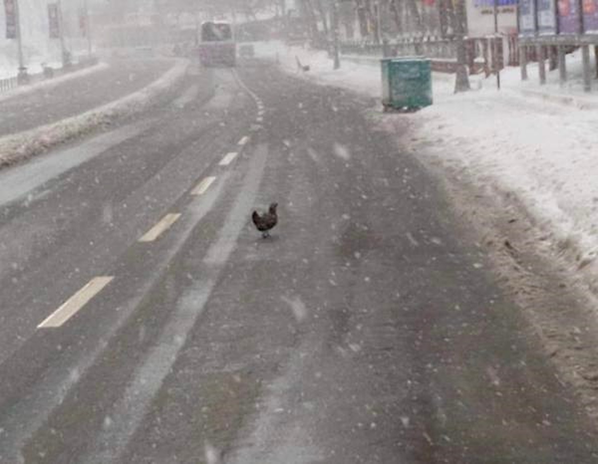 İett Şoförü Karda Cadde Ortasında Gezinen Tavuğu Kurtardı
