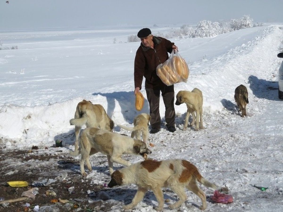 Sahipsiz Köpekleri Ekmekle Besliyor