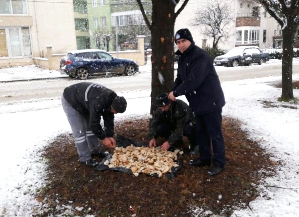 Sokak Hayvanlarına Yem