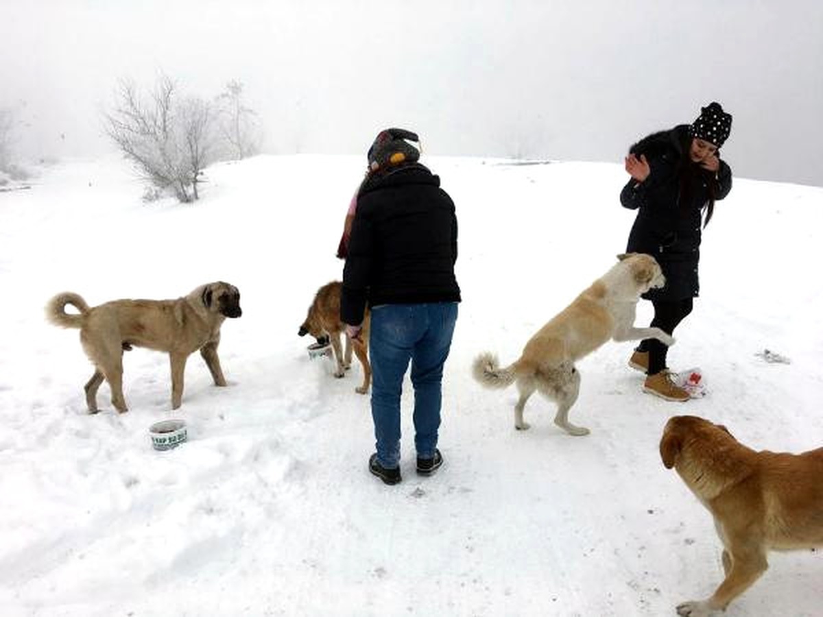 Trakya\'da Kar ve Soğuk Hayatı Felç Etti (2)