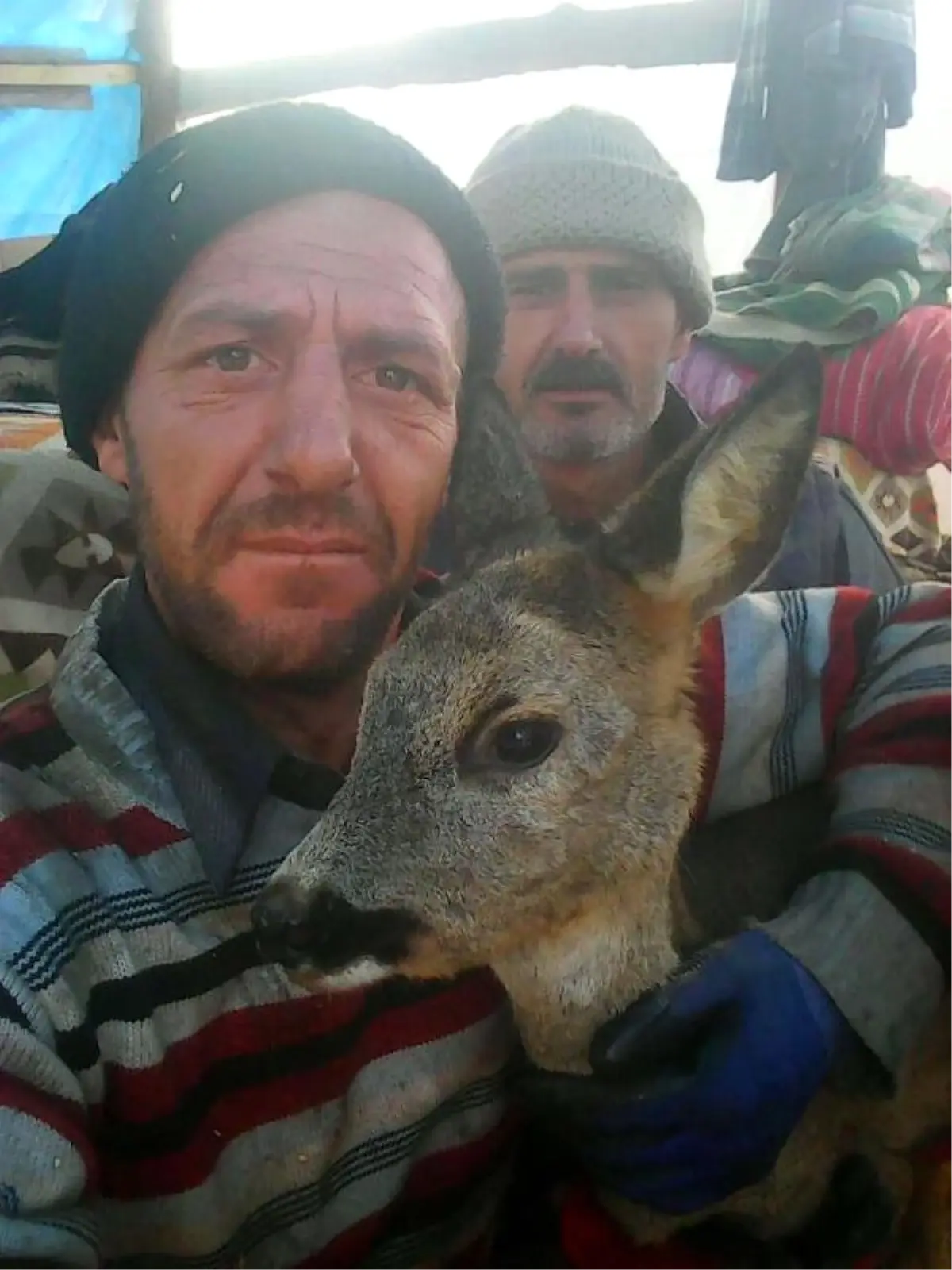 Yaban Geyiğini Köpeğin Ağzından İşçiler Kurtardı