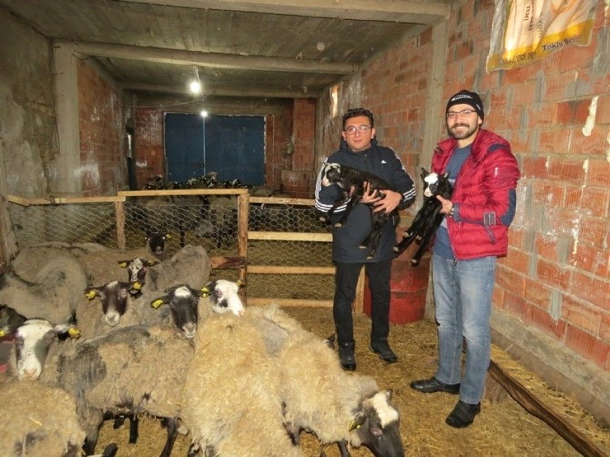 Rusya Koyunu, Konya\'da Yaygınlaştırılmaya Çalışılıyor