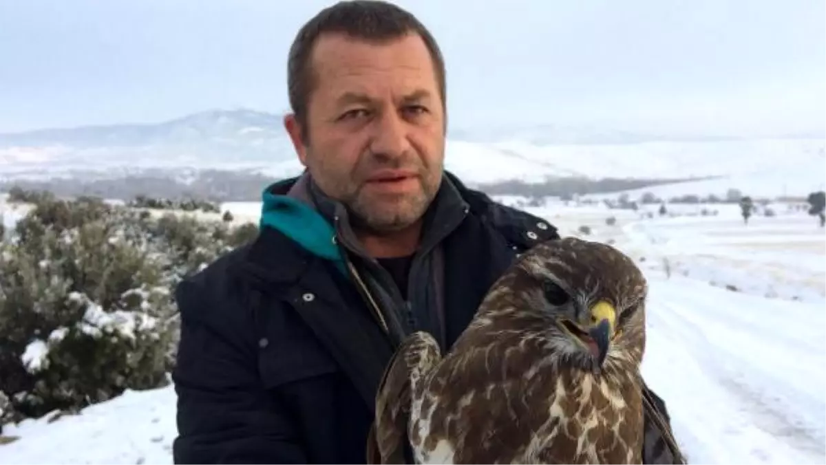 Yaralı Şahin Tedaviye Alındı