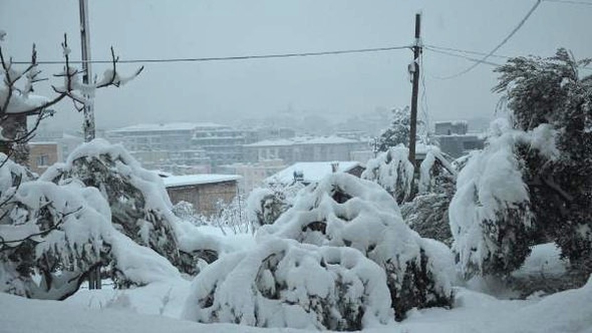20 Yıl Sonra Gelen Kar 400 Bin Zeytin Ağacına Zarar Verdi