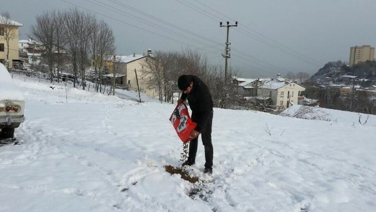 Akçakoca\'da Sokak Hayvanlarına Yem Bırakıldı