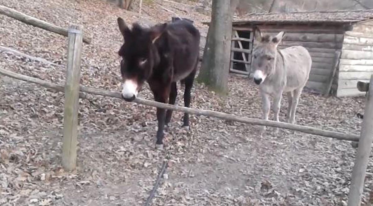 \'\'Akıllı Eşek Oreste\'\' Sosyal Medyayı Salladı