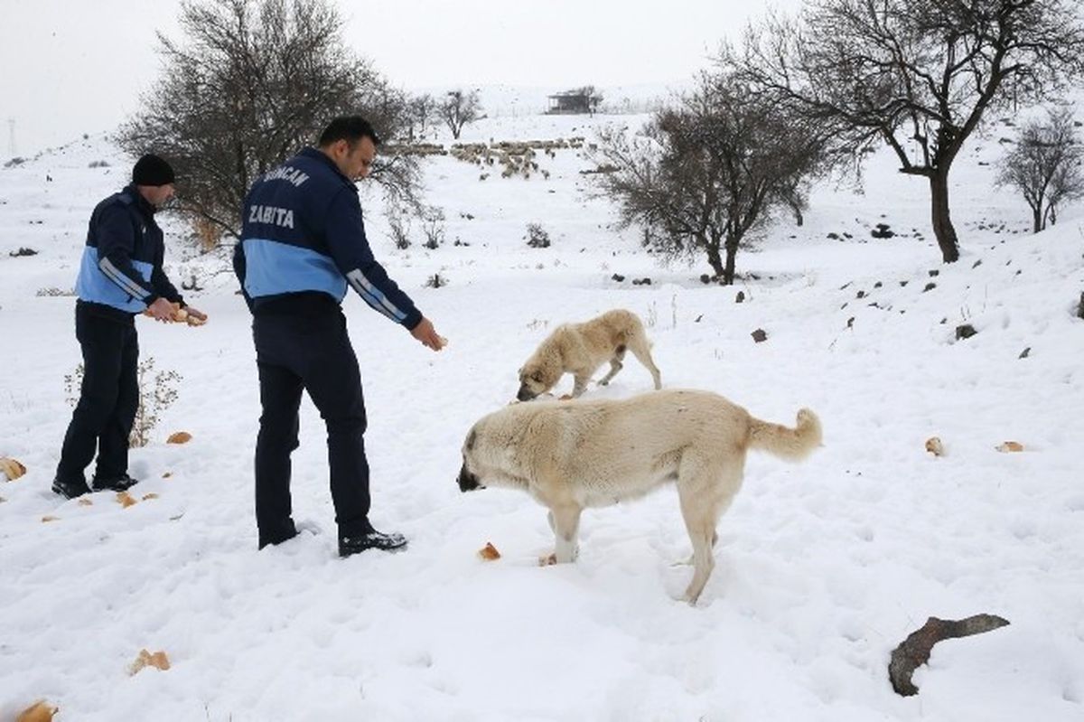 Belediyeler, Sokak Hayvanlarını Unutmadı