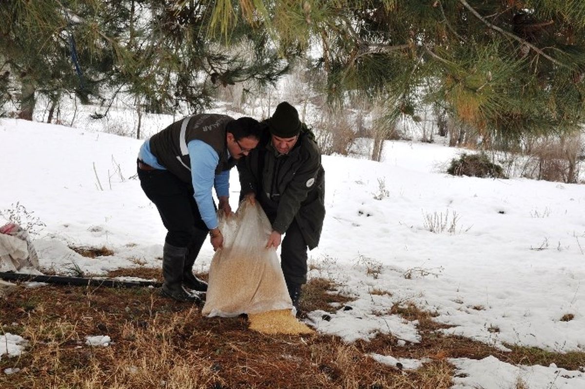 Bilecik\'te Yaban Hayvanlar İçin Doğaya Yem Bırakıldı