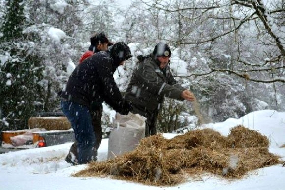 Eceabat\'ta Yaban Hayvanları İçin Doğaya Yem Bırakıldı