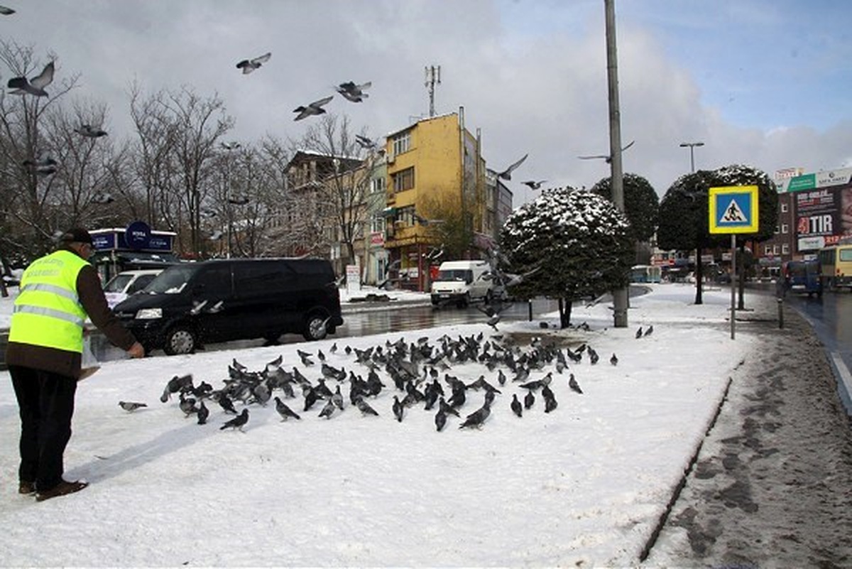 Fatih Belediyesi Sokak Hayvanlarını Yalnız Bırakmadı
