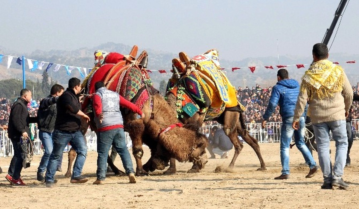 Germencik\'te Soğuk Havaya Rağmen Deve Güreşine Büyük İlgi
