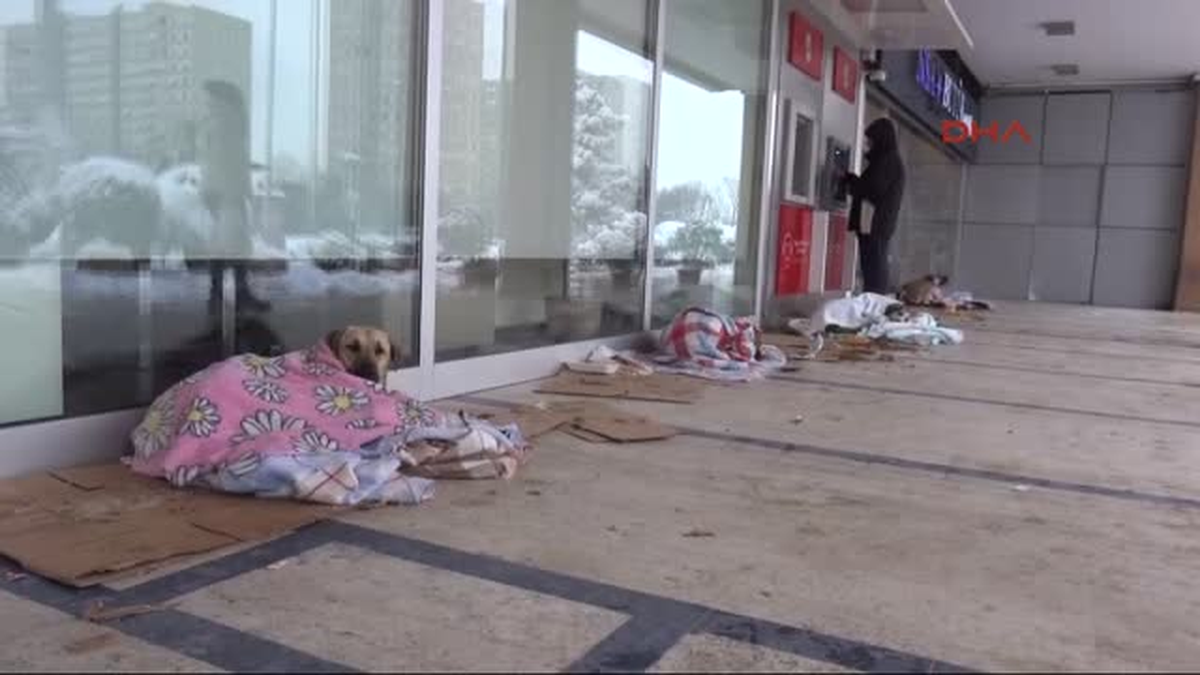 Kar Altında Kalan Sokak Hayvanlarına Kucak Açtılar, Battaniyelere Sardılar